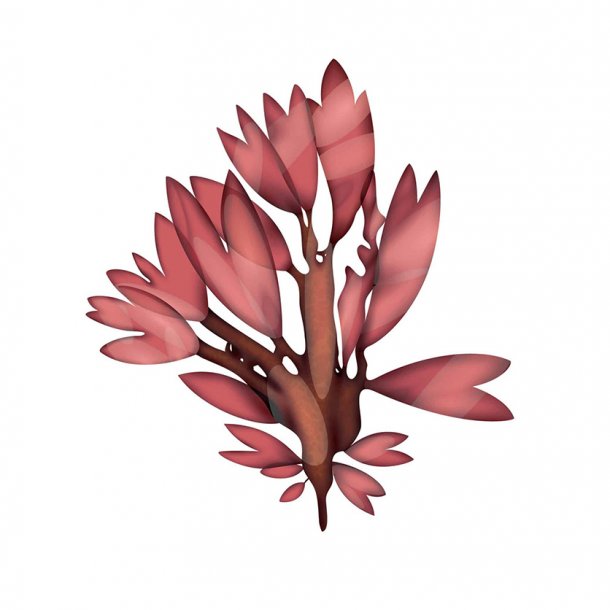 DULSE