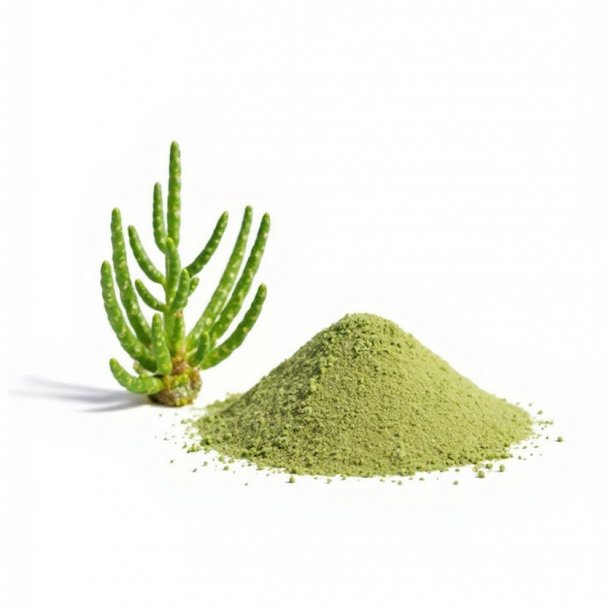 SALICORNIA