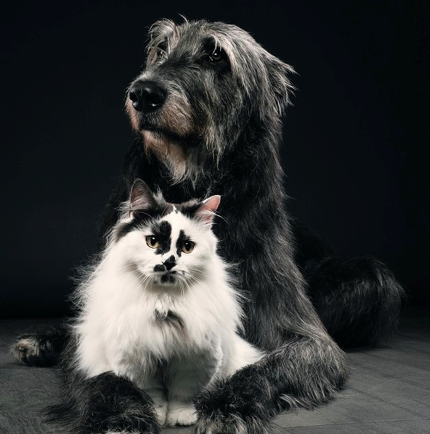 Miesmuschelpulver für Hunde & Katzen