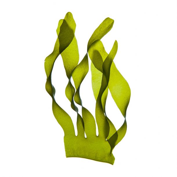 WAKAME